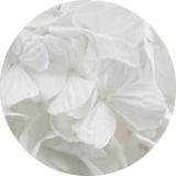couleur bijoux et accessoires cheveux fleurs éternelles grandes fleurs hortensia stabilisées blanc