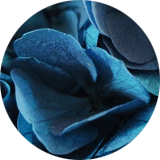 couleur bijoux et accessoires cheveux fleurs éternelles grandes fleurs hortensia stabilisées bleu canard