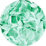 couleur bijoux et accessoires cheveux fleurs éternelles petites fleurs hortensia stabilisées bleu lagon