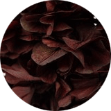 couleur bijoux et accessoires cheveux fleurs éternelles grandes fleurs hortensia stabilisées bordeaux