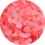 couleur bijoux et accessoires cheveux fleurs éternelles petites fleurs hortensia stabilisées rose corail