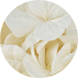 couleur bijoux et accessoires cheveux fleurs éternelles grandes fleurs hortensia stabilisées ivoire