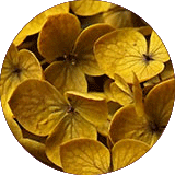 couleur bijoux et accessoires cheveux fleurs éternelles petites fleurs hortensia stabilisées jaune moutarde