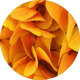 couleur bijoux et accessoires cheveux fleurs éternelles grandes fleurs hortensia stabilisées orange
