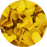couleur bijoux et accessoires cheveux fleurs éternelles grandes fleurs hortensia stabilisées jaune