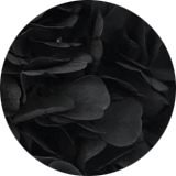 couleur bijoux et accessoires cheveux fleurs éternelles grandes fleurs hortensia stabilisées noir