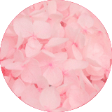 couleur bijoux et accessoires cheveux fleurs éternelles petites fleurs hortensia stabilisées rose clair
