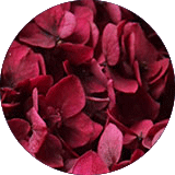 couleur bijoux et accessoires cheveux fleurs éternelles petites fleurs hortensia stabilisées rouge bordeaux
