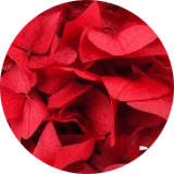 couleur bijoux et accessoires cheveux fleurs éternelles grandes fleurs hortensia stabilisées rouge