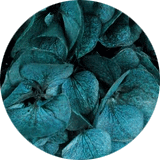 couleur bijoux et accessoires cheveux fleurs éternelles grandes fleurs hortensia stabilisées vert canard