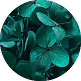 couleur bijoux et accessoires cheveux fleurs éternelles petites fleurs hortensia stabilisées vert émeraude