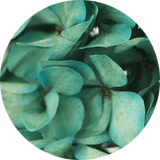 couleur bijoux et accessoires cheveux fleurs éternelles grandes fleurs hortensia stabilisées vert turquoise