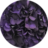 couleur bijoux et accessoires cheveux fleurs éternelles grandes fleurs hortensia stabilisées violet