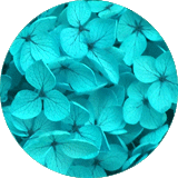 couleur bijoux et accessoires cheveux fleurs éternelles petites fleurs hortensia stabilisées bleu turquoise