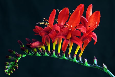 promo-banner-image