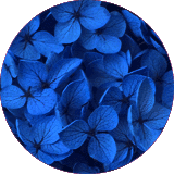 couleur bijoux et accessoires cheveux fleurs éternelles petites fleurs hortensia stabilisées bleu roi