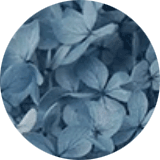 couleur bijoux et accessoires cheveux fleurs éternelles petites fleurs hortensia stabilisées bleu gris