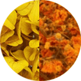 couleur boucles oreilles fleurs éternelles hortensia jaune gypsophile orange