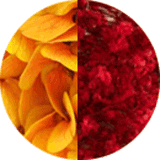 couleur boucles oreilles fleurs éternelles hortensia orange gypsophile rouge