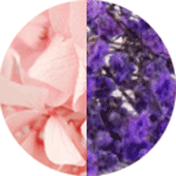 couleur boucles oreilles fleurs éternelles hortensia rose clair gypsophile violet