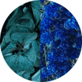 couleur boucles oreilles fleurs éternelles hortensia vert canard gypsophile bleu roi
