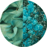couleur boucles oreilles fleurs éternelles hortensia vert turquoise gypsophile bleu turquoise
