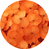 ICONE-ORANGE-PETITES-FLEURS