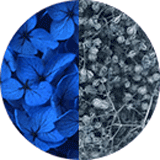 Page couleurs disponibles bijoux et accessoires cheveux, bijoux mariage, fleurs éternelles, petites fleurs hortensia et gypsophile stabilisées bleu roi et bleu gris