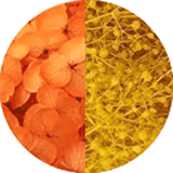 Page couleurs disponibles bijoux et accessoires cheveux, bijoux mariage, fleurs éternelles, petites fleurs hortensia et gypsophile stabilisées orange et jaune orangé
