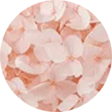 couleur bijoux et accessoires cheveux fleurs éternelles petites fleurs hortensia stabilisées rose nude