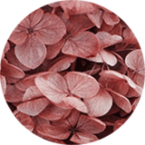 couleur bijoux et accessoires cheveux fleurs éternelles petites fleurs hortensia stabilisées rose vintage
